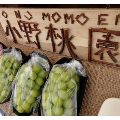 【海外ミシュラン御用達】先着100箱限定『樹上完熟シャインマスカット』5年連続メディア出演小野桃園【配送不可地域：離島】