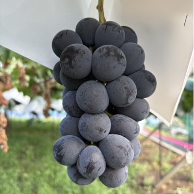 【2026年先行受付】巨峰2～3房(約1.5kg)【配送不可地域：離島】