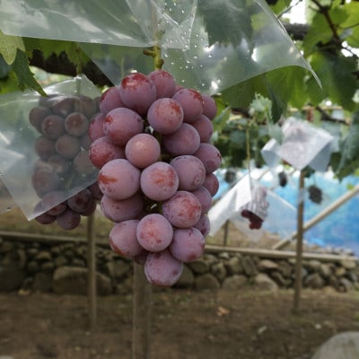 【2026年先行】数量限定ぶどう三色セット(クインニーナ、シャインマスカット、ピオーネ)2kg【配送不可地域：離島】