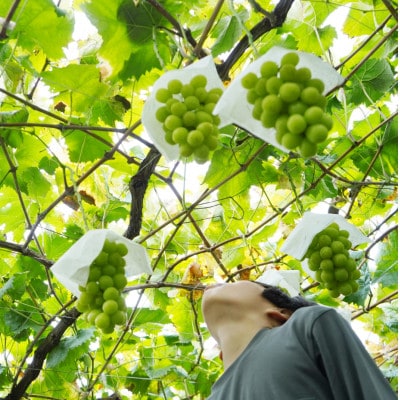 先行予約　2026年発送分　山梨県 山梨市　安心のクール便発送　シャインマスカット 1kg 　2房【配送不可地域：離島・沖縄県】