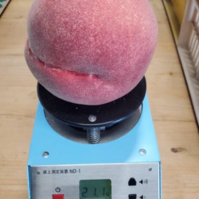 【お家で一流レストラン御用達】桃通を唸らせる『幻のシャトーブリアン桃』2026年8月下旬より順次発送【配送不可地域：離島・北海道・沖縄県・中国・四国・九州】