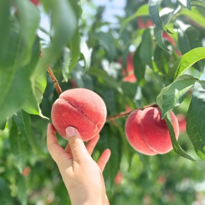 ◆2026年発送◆産地直送 桃の里よりお届け!旬の桃 5～8玉(約2kg)【配送不可地域：離島】