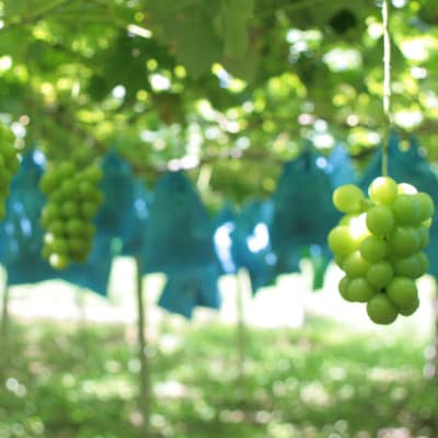 【2026年先行受付】訳あり!生産者直送シャインマスカット 計1kg【味には妥協なし!】【配送不可地域：離島】