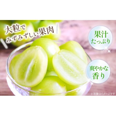 【2026年発送 先行受付】山梨県山梨市産 朝採れ シャインマスカット 2.5kg (3～6房)【配送不可地域：離島・沖縄県】