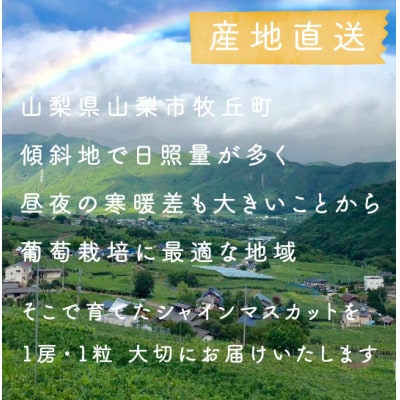 【年内発送】【訳あり】冬に食べられる シャインマスカット 4房 (計2kg以上) 山梨産【配送不可地域：離島・沖縄県】
