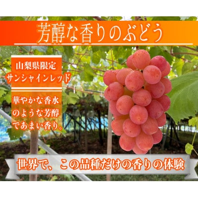 【2026年先行予約】サンシャインレッド 富士の輝 シャインマスカット 2kg 3房(各1房)【配送不可地域：離島】