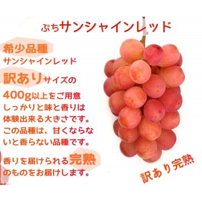 【2026年先行予約】サンシャインレッドとシャインマスカット　美味しい訳あり計1kg詰め合わせ【配送不可地域：離島】