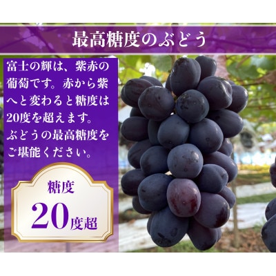 【2026年先行予約】富士の輝 計600g 1房 山梨県産【配送不可地域：離島】