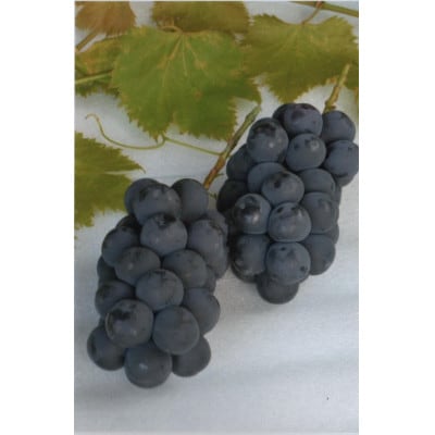 【2026年発送　先行受付】山梨直送!!種なし巨峰2～3房(1.2kg以上)【配送不可地域：離島・沖縄県】