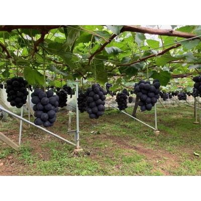 【2026年発送　先行受付】山梨直送!!シャインマスカットと黒系ぶどう　2房(1.2kg以上)【配送不可地域：離島・沖縄県】