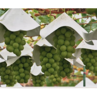 【2026年発送　先行受付】山梨直送!!シャインマスカット 2～3房(1.2kg以上)【配送不可地域：離島・沖縄県】