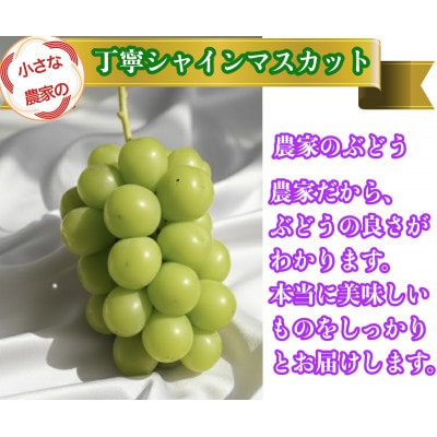 【2026年先行予約】小さな農家の丁寧シャインマスカット計1kg2房入り【配送不可地域：離島】