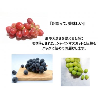 【2026年先行受付】訳あり 葡萄3品種 粒シャインマスカット 黒ぶどう 赤ぶどう 計1kg【配送不可地域：離島・沖縄県】