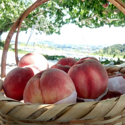 【果汁が弾ける初夏の宝石 日川白鳳】本場山梨品種指定キャンペーン1kg　6月中旬より順次発送【配送不可地域：離島・北海道・沖縄県・中国・四国・九州】