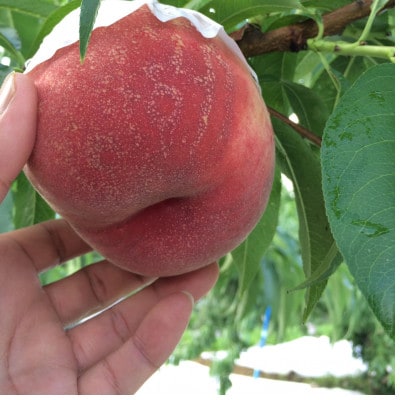 【果汁が弾ける初夏の宝石 日川白鳳】本場山梨品種指定約2kg　6月中旬より順次発送【配送不可地域：離島・北海道・沖縄県・中国・四国・九州】