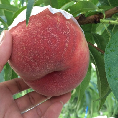 【むっちり高糖度夏の甘味王　嶺鳳】本場山梨の品種指定キャンペーンお試し約1kg　7月上旬より順次発送【配送不可地域：離島・北海道・沖縄県・中国・四国・九州】