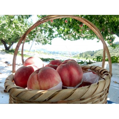 【むっちり高糖度夏の甘味王　嶺鳳】本場山梨の品種指定約2kg　7月上旬より順次発送【配送不可地域：離島・北海道・沖縄県・中国・四国・九州】