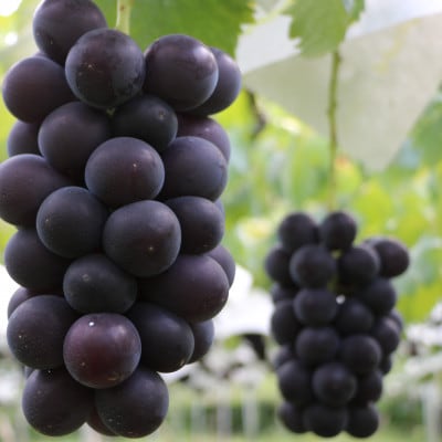 【2026年先行予約】山梨市産　巨峰　約1kg(2～3房)【配送不可地域：離島】