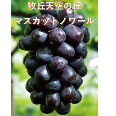 【2026年先行受付】超希少　牧丘天空の丘ブランド「シャインマスカットファミリーバラエティーセット」【配送不可地域：離島】