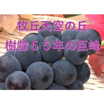 【2026年先行受付】「牧丘天空の丘ブランド　巨峰+クイーンニーナ」約1kg(2～3房)【配送不可地域：離島】