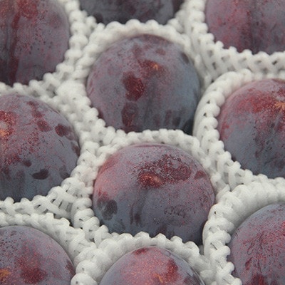 【先行受付】訳ありプラム(すもも) 約1.2kg(6～12個)【配送不可地域：離島】