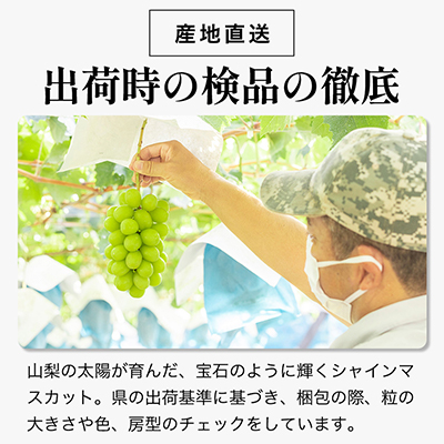 【2026年発送 先行受付】シャインマスカット 2房 (約1kg) 山梨県産フルーツ 人気のぶどう【配送不可地域：離島・沖縄県】