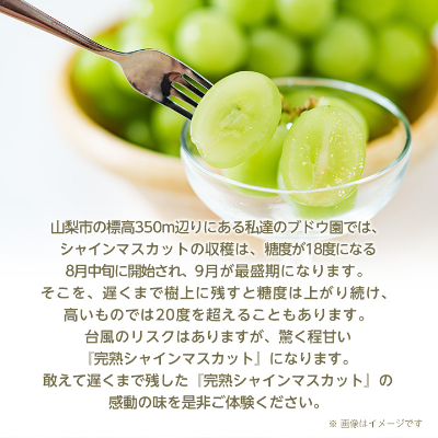 【2026年先行受付】完熟 シャインマスカット 2房 (1kg以上) 世界農業遺産認定地特産【配送不可地域：離島】