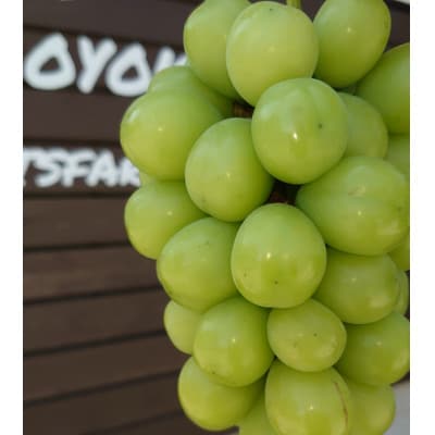 【2026発送予定】【訳あり】葡萄2色入り化粧箱入り　山梨市産地直送　約400g×2房【配送不可地域：離島】