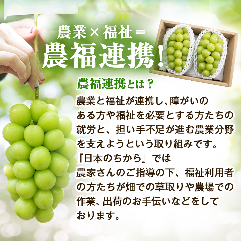 【2026年発送 先行受付】農福連携 シャインマスカット2房(合計1kg程度)【配送不可地域：離島】