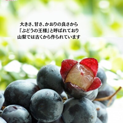 【2026年先行受付】産地直送 山梨市産 巨峰2房【配送不可地域：離島】