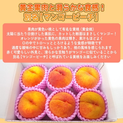 《2026年発送　先行受付》朝もぎ直送!『黄桃系』5～8玉  選び抜かれた桃【配送不可地域：離島】