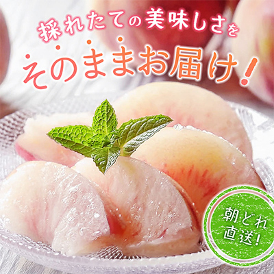 【2026年先行受付】訳あり!桃 3kg前後【配送不可地域：離島・沖縄県】