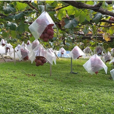 【2026年先行受付】2026年10月上旬発送「牧丘天空の丘クイーンニーナ」約1kg(2～3房)【配送不可地域：離島・沖縄県】