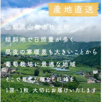 【2026年発送分先行受付】巨峰ぶどう(種なし) 2kg 以上 産地直送 山梨県山梨市牧丘産【配送不可地域：離島・沖縄県】
