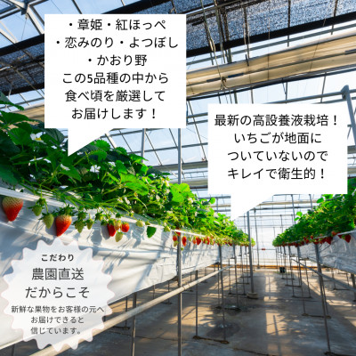 【2026年配送】朝採り!農園直送!化粧箱入りいちご15個入り×2箱(2品種～)【配送不可地域：離島・沖縄県】