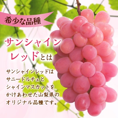 【2026年発送】サンシャインレッド 2～3房 1kg程度 ピンクに輝く シャインマスカット【配送不可地域：離島】
