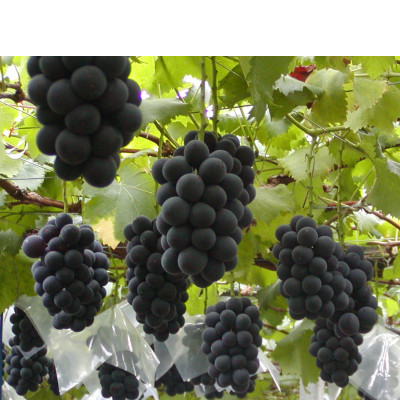 【2026年発送 先行受付】山梨産シャインマスカットと黒系葡萄2色セット【配送不可地域：離島】