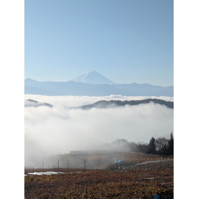 【2026年先行受付】10月下旬より発送「牧丘天空の丘マスカ・サーティーン」約1kg(2～3房)【配送不可地域：離島】