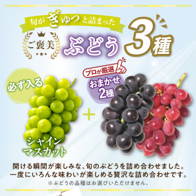 2026年発送 先行受付 朝もぎ直送!!過保護に育った葡萄ぶどう『おまかせ3種』3～6房(約2kg)【配送不可地域：離島】