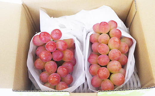 【2026年発送 先行受付】山梨県オリジナル新品種サンシャインレッド!【計1kg程度】【配送不可地域：離島】