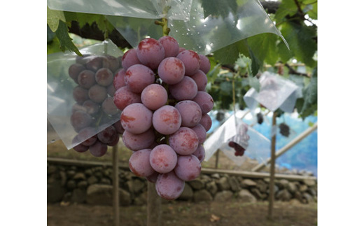 【2026年先行】数量限定ぶどう三色セット(クインニーナ、シャインマスカット、ピオーネ)2kg【配送不可地域：離島】