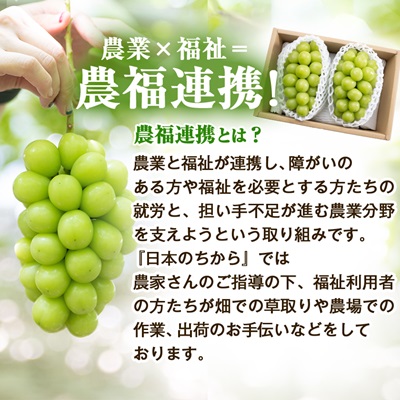 2026年先行受付【見た目は訳あり?味は満足!】農福連携シャインマスカット計1kg【ご家庭用】【配送不可地域：離島】