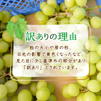 【2026年先行受付】訳あり!生産者直送シャインマスカット 計1kg【味には妥協なし!】【配送不可地域：離島】