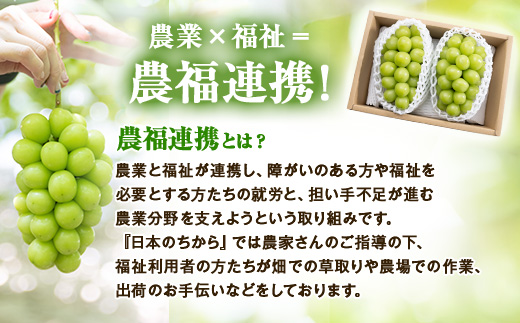 【2026年発送】サンシャインレッド＆シャインマスカット 贅沢2色食べ比べ 計1kg 【農福連携】【配送不可地域：離島】