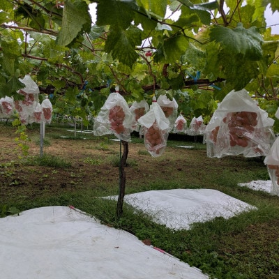 【2026年先行受付】牧丘天空ブランド山梨オリジナル品種サンシャインレッド【配送不可地域：離島】