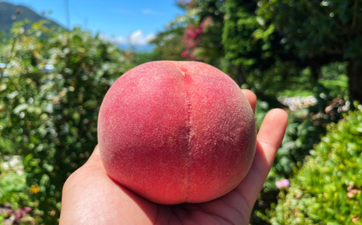 【発送月固定定期便】【訳アリ】山梨の桃と黒ぶどう・シャインマスカット全3回【配送不可地域：離島・沖縄県】