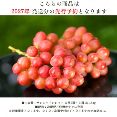 【2027年発送 先行受付】希少 サンシャインレッド 2房～3房 約1.5kg【配送不可地域：離島】