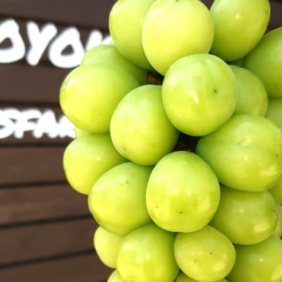 【発送月固定定期便】2025年発送/朝収穫農家直送/訳あり桃+特選シャインマスカット全2回【配送不可地域：離島】