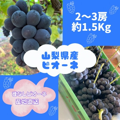 【発送月固定定期便】旬のピオーネ+シャインマスカット2～3房(約1.5kg)全2回【配送不可地域：離島】
