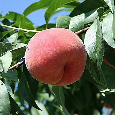 旬を先取り!甘く可憐な「花嫁(はなよめ)」「ちよひめ」約1kg 6月中旬発送【配送不可地域：離島・沖縄県】